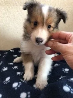 ID:1807-00675の子犬
