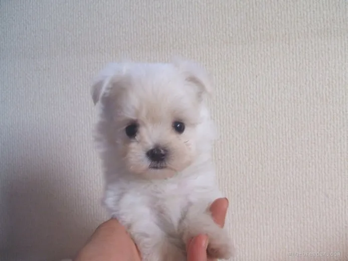 ID:1509-00204の子犬
