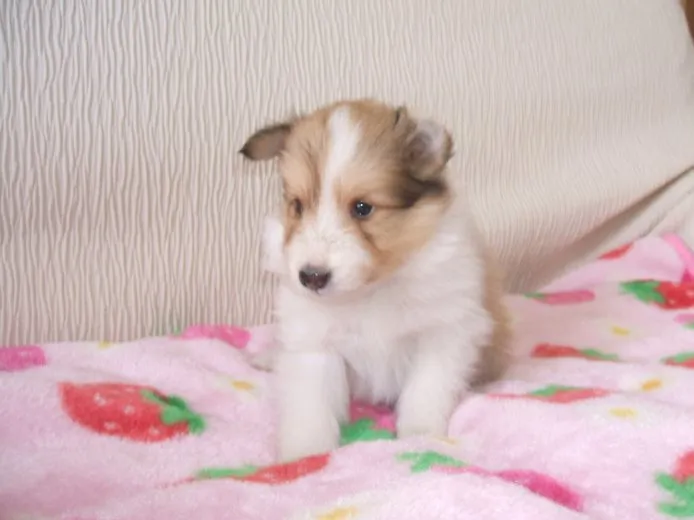 ID：1501-00150の子犬