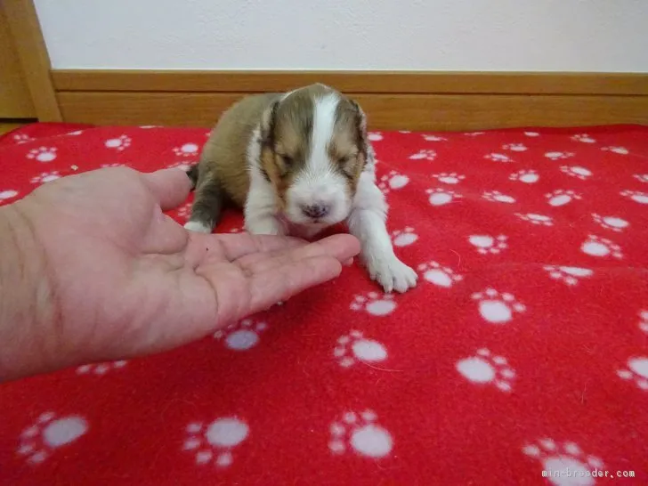 ID：1701-01712の子犬