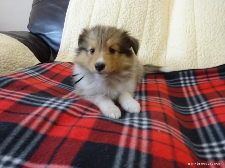 ID:1705-00834の子犬