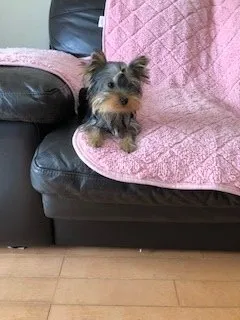 ID:1807-01698の子犬