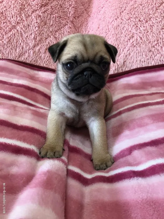 ID:2102-02348の子犬