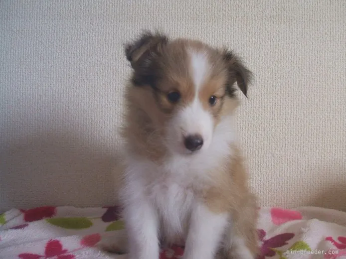 ID：1508-01280の子犬