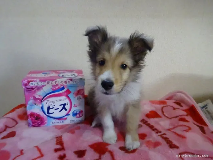 ID：1508-01746の子犬