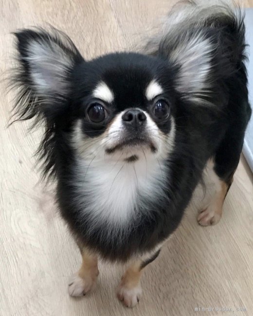 内藤めぐみブリーダー