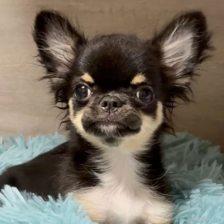 ID：2504-00244の子犬