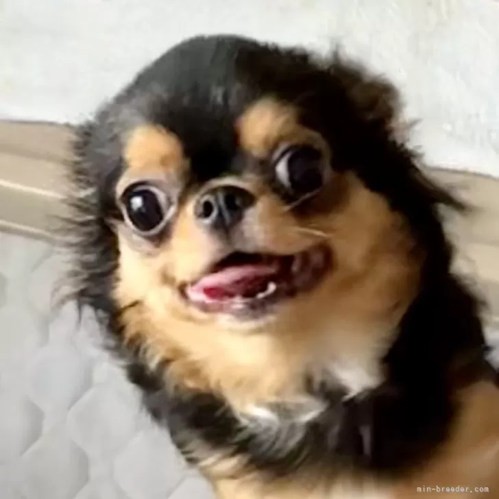ID:2505-02037の子犬