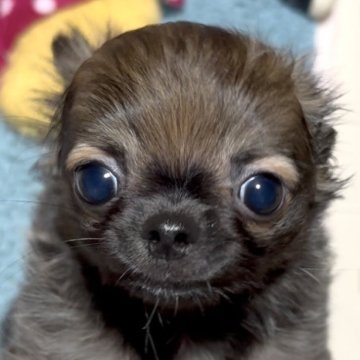 チワワ(ロング)【東京都・男の子・2025年7月30日・セーブル】の写真「イケメン顔の超可愛い男の子です 💖」