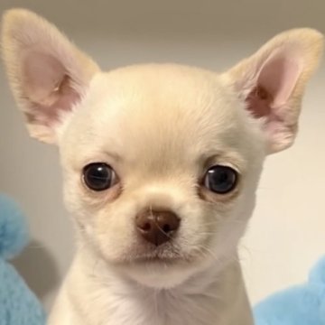 チワワ(スムース)【東京都・男の子・2025年10月14日・クリーム】の写真「骨太で体躯のガッチリしたイケメン男の子💙」