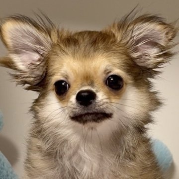 チワワ(ロング)【東京都・男の子・2025年7月30日・フォーン】の写真「毛量たっぷり美男子の健康優良児です💙」