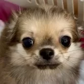 チワワ(ロング)