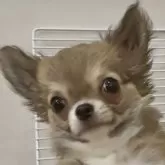 チワワ(ロング)【東京都・男の子・2024年12月6日・フォーン&ホワイト】の写真1