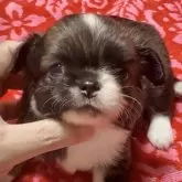 チワワ(ロング)