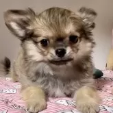 チワワ(ロング)