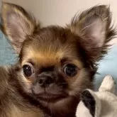 チワワ(ロング)