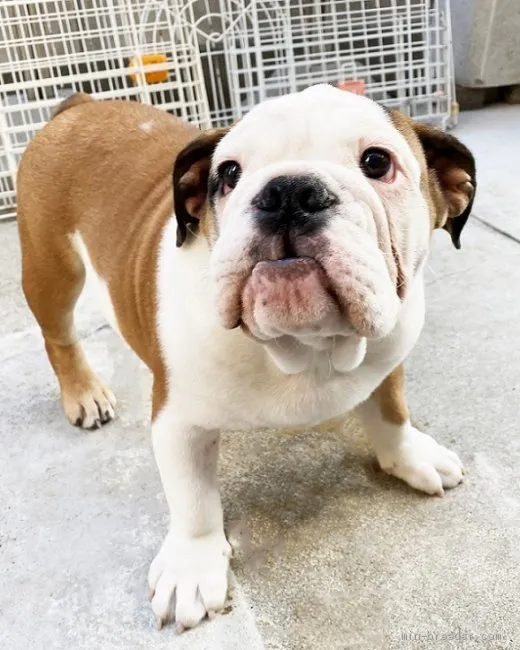 ID：2001-00225の子犬