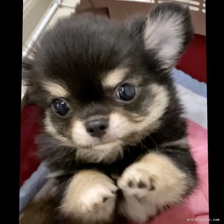 ID:2310-01903の子犬