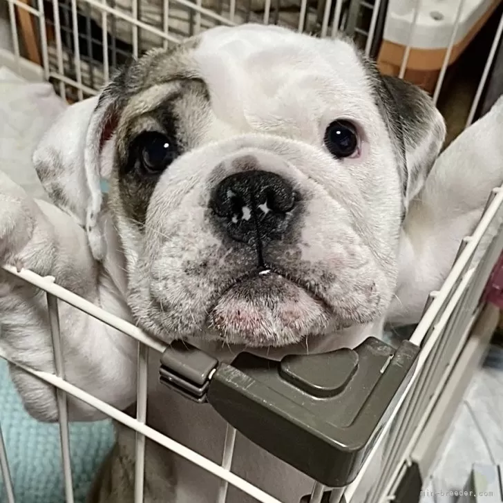 Joel.graham 様のお迎えした子犬