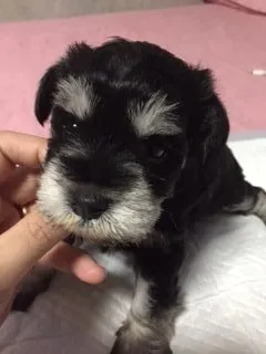 ID：1506-01205の子犬