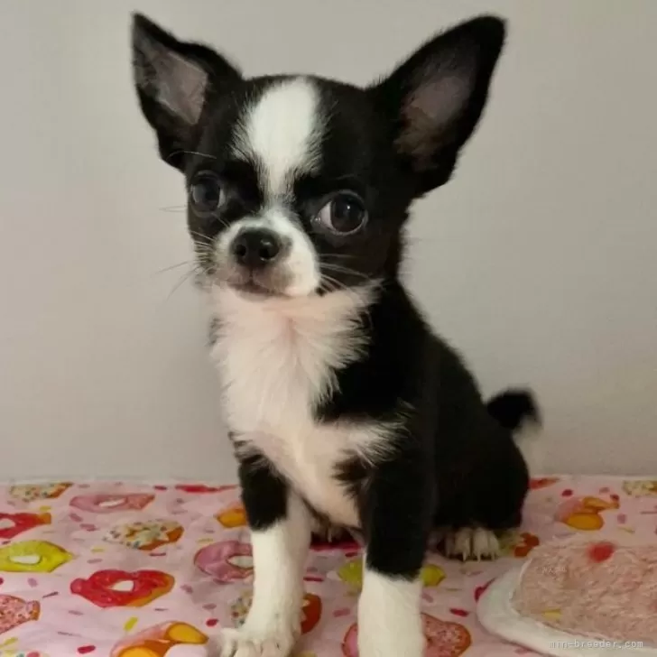 ID：2311-05507の子犬