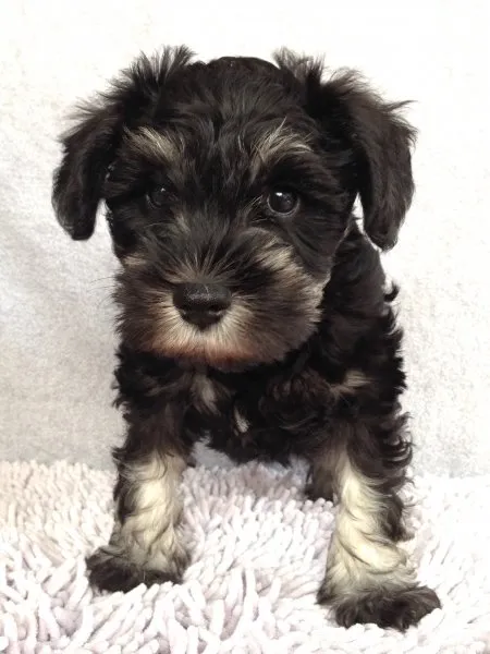 ID：1411-00590の子犬