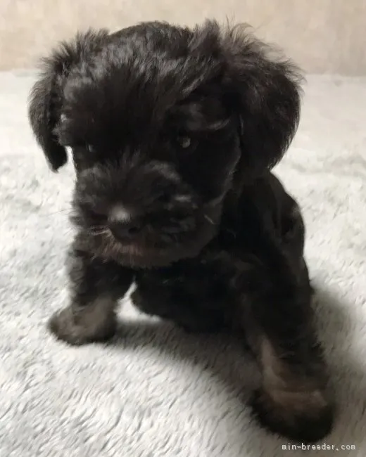 ID：1705-00173の子犬