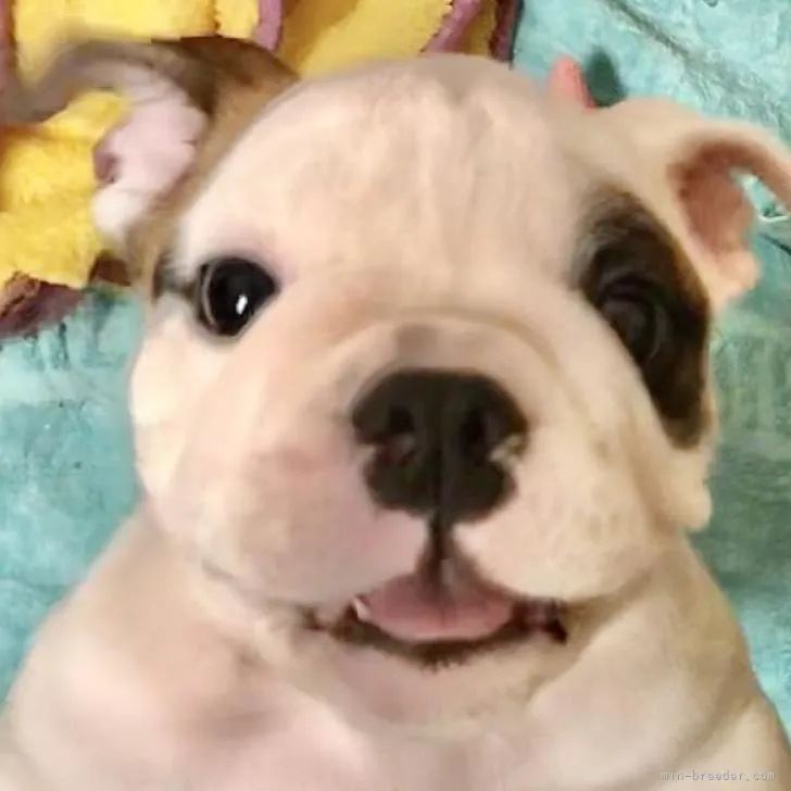ID：2206-00125の子犬