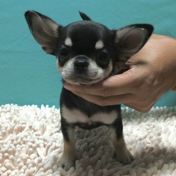チワワ(スムース)【東京都・男の子・2015年7月30日・ブラックタン&ホワイト】の写真「マズルが短く幅もあり、頭の形も良いイケメン君です。」