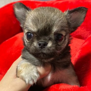 チワワ(ロング)【東京都・女の子・2020年8月13日・フォーンセーブル】の写真「ハイクオリティの超可愛い女の子です😍」