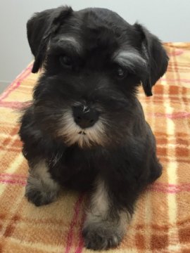 ミニチュアシュナウザー【東京都・女の子・2016年1月27日・ブラック&シルバー】の写真「小ぶりで愛嬌の良い女の子です。」