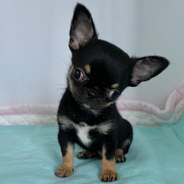 チワワ(スムース)【東京都・男の子・2020年7月21日・ブラックタン】の写真「とても明るく陽気な性格の男の子です😊」