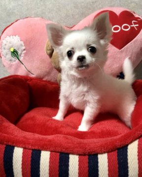 チワワ(ロング)【東京都・女の子・2018年5月26日・クリーム】の写真「※サマー最終価格！」