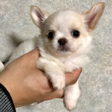 チワワ(ロング)【東京都・男の子・2019年3月20日・クリーム】の写真「真ん丸お顔の可愛い男の子です💖」