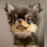 チワワ(ロング)【東京都・男の子・2024年4月18日・チョコレートタン】の写真1