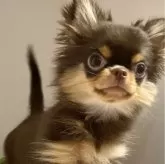 チワワ(ロング)【東京都・男の子・2024年4月18日・チョコレートタン】の写真3