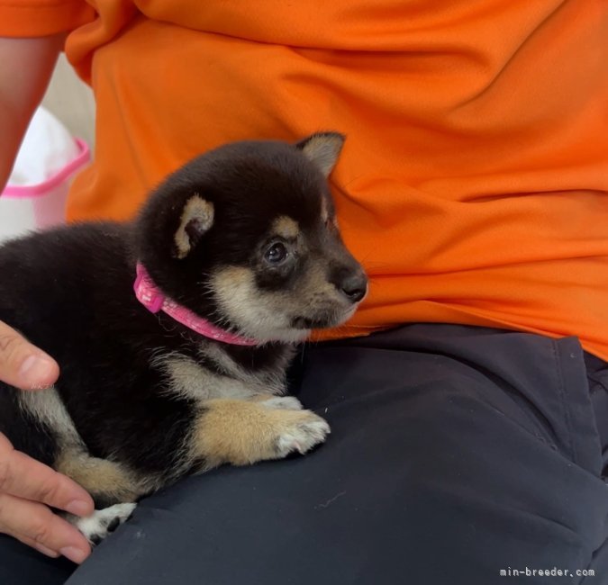 中畑芳恵ブリーダーのブログ：😍お膝で寝落ちする赤ちゃん🐶