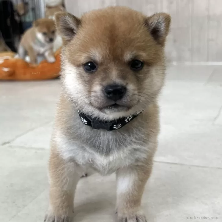 ID:2505-07271の子犬