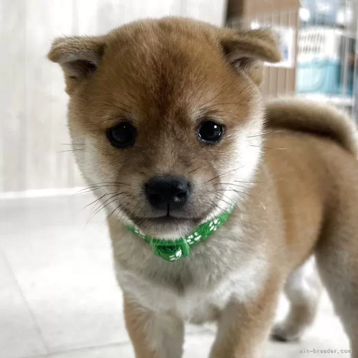 ID:2505-07273の子犬