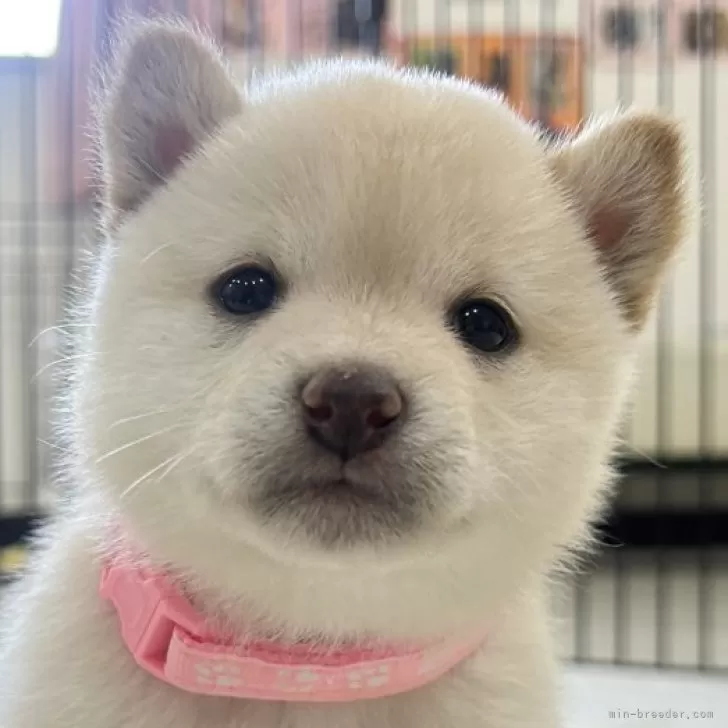 ID：2411-01445の子犬