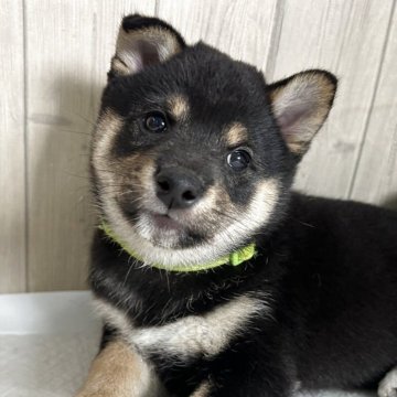 柴犬(豆柴)【鹿児島県・男の子・2025年5月30日・黒】の写真「たぬき顔！くっきり模様のイケメンくん！」