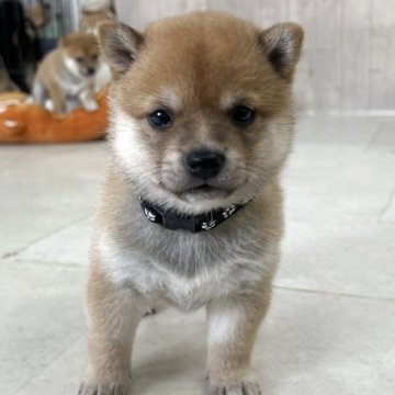 柴犬(豆柴)【鹿児島県・男の子・2025年5月17日・赤】の写真「両親3世代豆柴✨超人懐っこいです🌈」