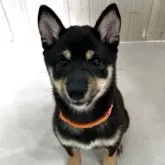 豆柴