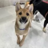 豆柴