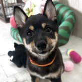 柴犬(豆柴)