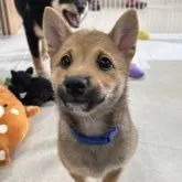 豆柴