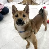 豆柴