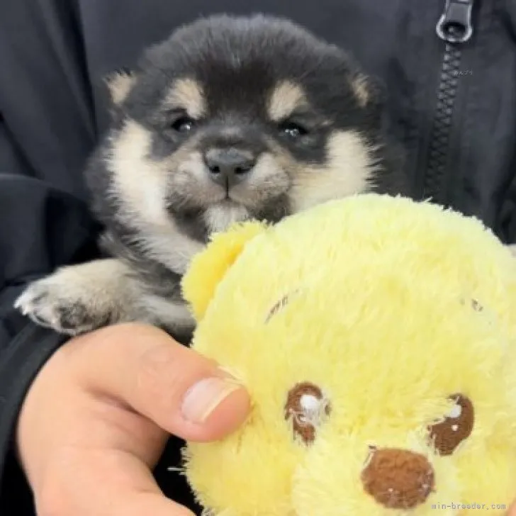 ID：2311-05812の子犬