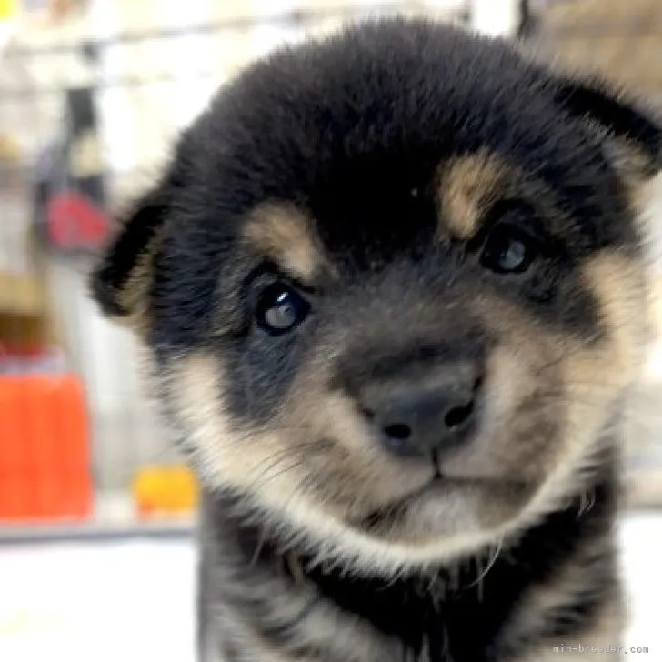 ID：2304-01326の子犬