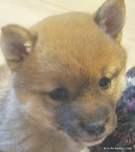 ID：1902-02112の子犬